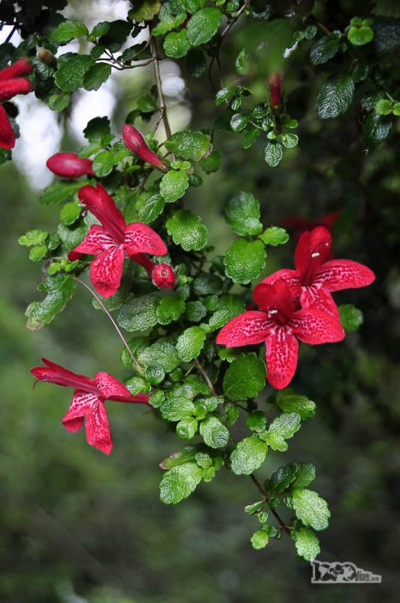 Flores na densa vegetação do Parque Nacional Queulat, na Carretera Austral, no sul do Chile